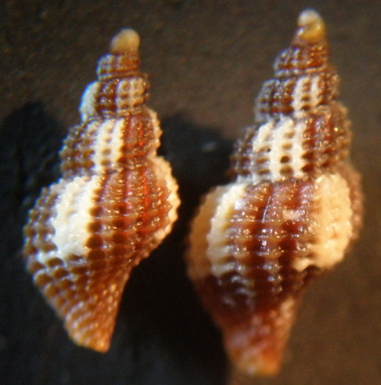 dal litorale nord di Magnisi SR - 3